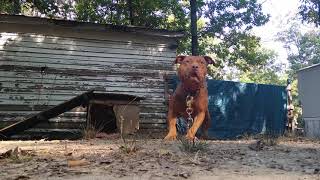 R.k.t.g.d Ladysmokem Definitely Treason Bred Not Available