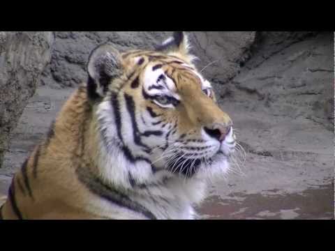 水でボール遊びするアムールトラ~Amur tiger is dabbling in water