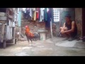 image Melatih Ayam Kampung Jadi Petarung 1 Onglays Si Jengger