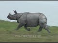 Kaziranga : the most important stronghold for the Indian Rhinoceros