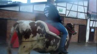 Reiten & Tricktraining Mit Reitkuh Arabella