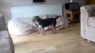 Jack Russell & Patterdale Terrier