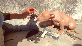 Most Aggressive Pitbull Puppy