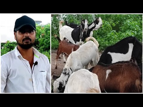 Kota & Malwa Goat Kids, Hansa Bakri For Sale at Salman Bhai Setup in Bhopal