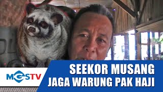 Seekor Musang Jaga Warung Makan 24 Jam