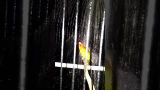 Mandi Malam Lobet Ijovio Kitty