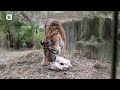 How a Tiger Prepares a Turkey (with Keisha & Zeus)