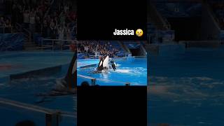 Last Moment Of Jica Orca Whale