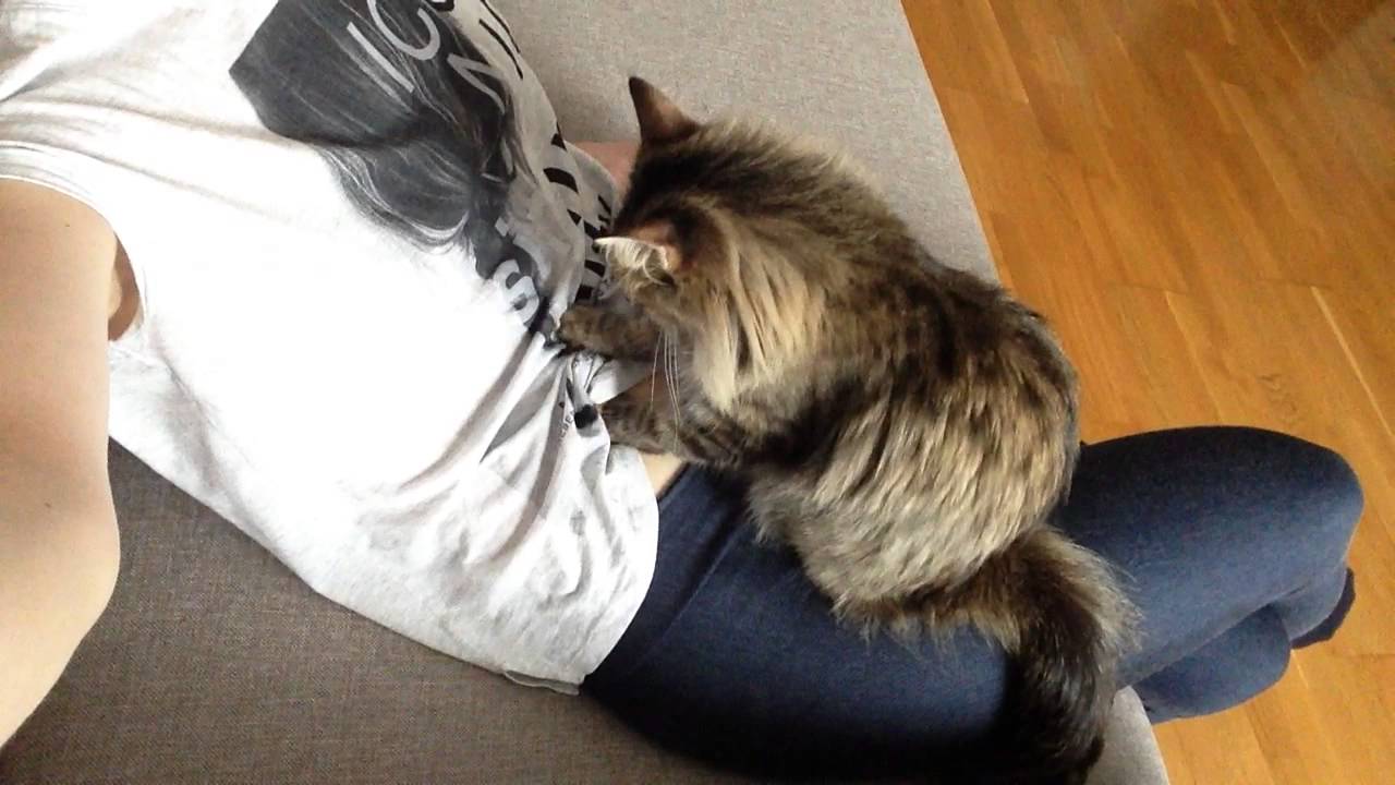 Как сделать коту массаж живота Как сделать коту массаж живота