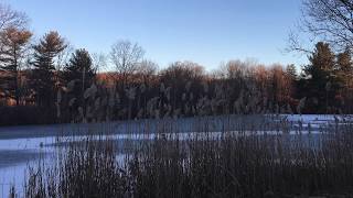 Watch Link Wray Black River Swamp video