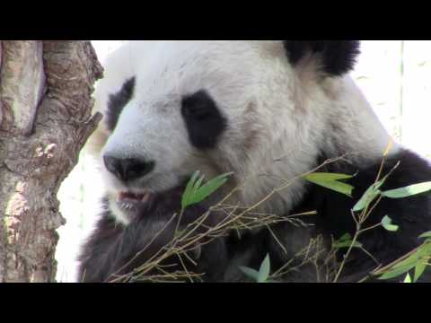 王子動物園　パンダの昼食 昼寝のシロクマ 2010．1．30　vol 1