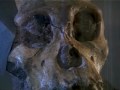 Two-million-year-old hominid sheds light on evolution