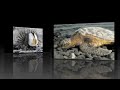 How YOU can help save endangered species
