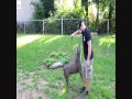 the largest xxl bully blue pitbull puppy, BGK's Tank, huge bully pit bull puppy!!