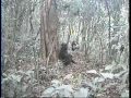 World's Rarest Gorilla Caught on Film | Video