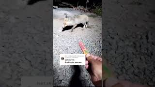 Tülkü Tülkü Tümbəki