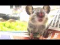 A BABY MOUSE EATS (EPISODE 1) FIRST CHERRY TOMATO-WATCH THE CUTEST MOUSE ON YOUTUBE!