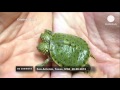 Two headed turtle born in San Antonio zoo - no comment