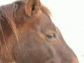 Horses Horses