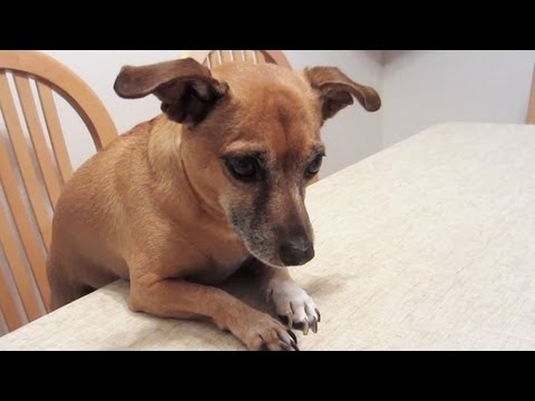 DOGGY AT DINNER TABLE