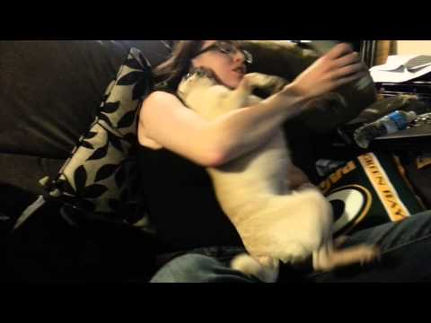 how to cut pug nails try to trimming pug nails videolike how to cut pug nails try to trimming pug nails videolike