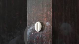 Lets Make Cowriekaudi Shells Using Mouldit Clay.