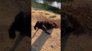 Patterdale Terrier Stretching Her Legs