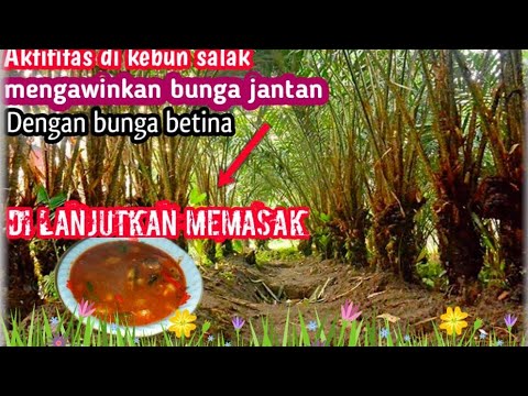 Aktivitas hari ini penyerbukan bunga salak & di lanjutkan memasak. @ummitv9525