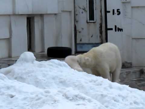 札幌・円山動物園ホッキョクグマちびちゃんの雪遊び（4月2日）