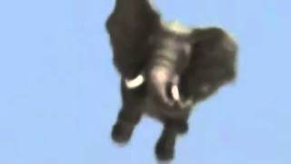 Flying Elephant Flying Elephant