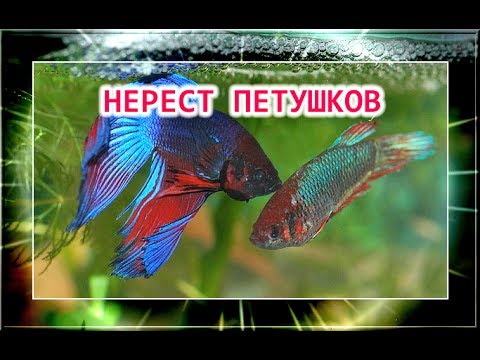 Нерест петушков в домашних условиях Нерест петушков в домашних условиях