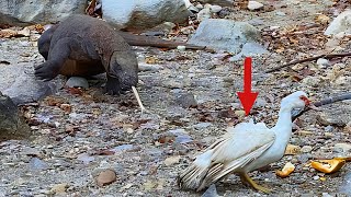 Unstoppable. Komodo Ambush & Swallows The Ducks Alive