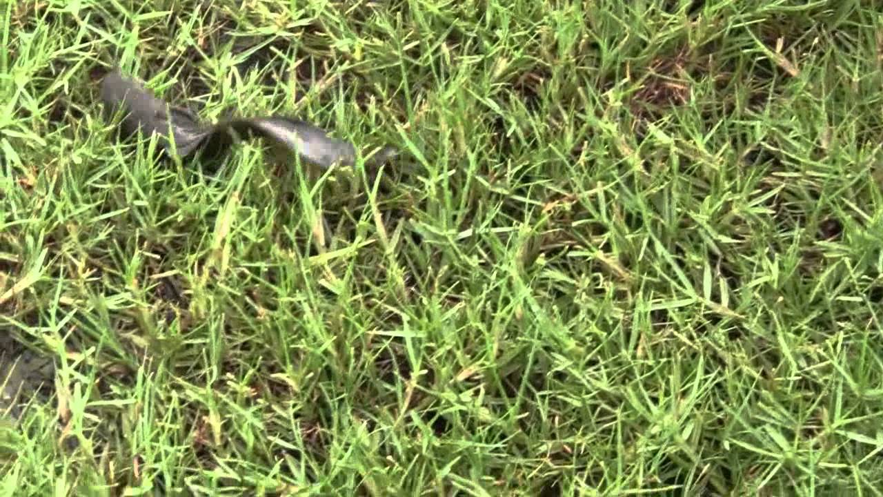 Walking catfish at the golf course in Tampa, Florida in July 2012 YouTube