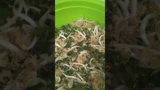 Urab Latuhrumput Lauttogebuat Ibu Tersayang
