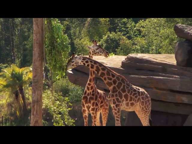 Baby Rhino and Giraffe Pregnancy for Australia Zoo