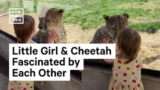 Little Girl Has Up-Close Encounter With Cheetah
