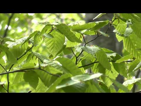 蔦野鳥の森（春夏） - ブナ林 - 0122A