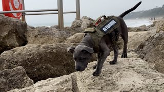3 Month Old Blue Staffordshire Bull Terrier Loves The Beach