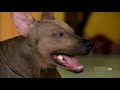 dogs