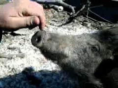 ловят ли бобра петлями ловят ли бобра петлями