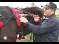 Tips of the Trade - Staying Level -- USTA harness racing Hoof Beats standardbred