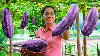 Harvesting Snake Gourd & Catch A Lot Of Eels In The Swamp Goes To Market Sell Phuong Bushcraft