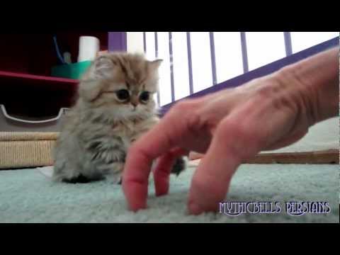 12 07 27 Hide and seek with Persian kitten Kemo Sabe