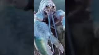 Lobster Jumpscare Very Scary