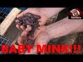 We Have Baby Mink!!!!