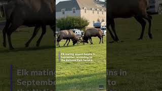 Watch Elks Lock Antlers In Yellowstone Fierce Mating Season Fight