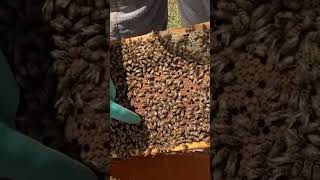 Anatomy Of A Brood Frame