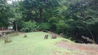 Parc des singes de Iwatayama à Kyoto, au Japon - Vidéo 1