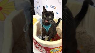 My Cat Uno Met His Fans Irl At Catcon Pt1 W &