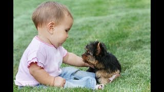 Funny and Cute Yorkie Dog and Babies Videos - Dog and Baby Compilation